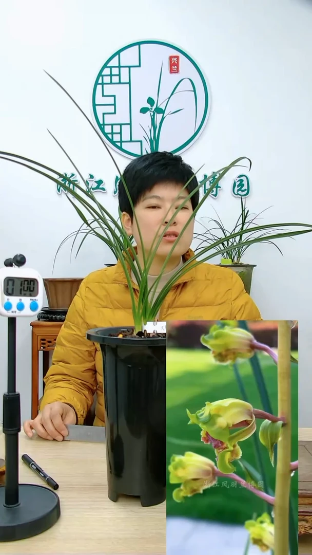 【闪购商品】大白菜，，雲帆