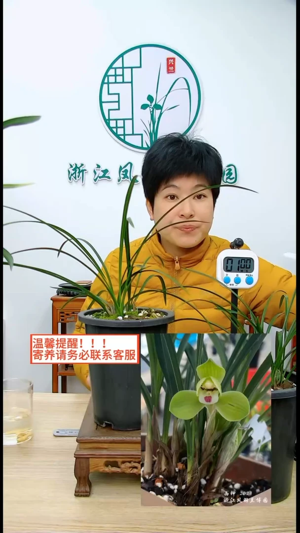 【闪购商品】西神，，貴州蘭迷