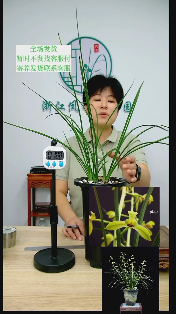 【闪购商品】荡字，鹏*， 鹏