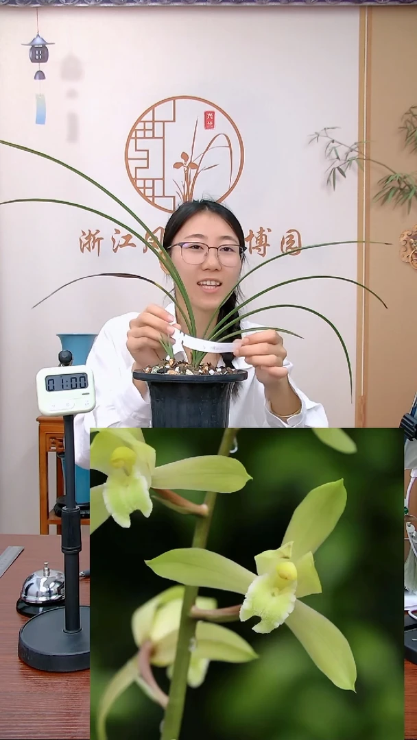 【闪购商品】琥珀冰心GZ 黔兰飘香（大林子）