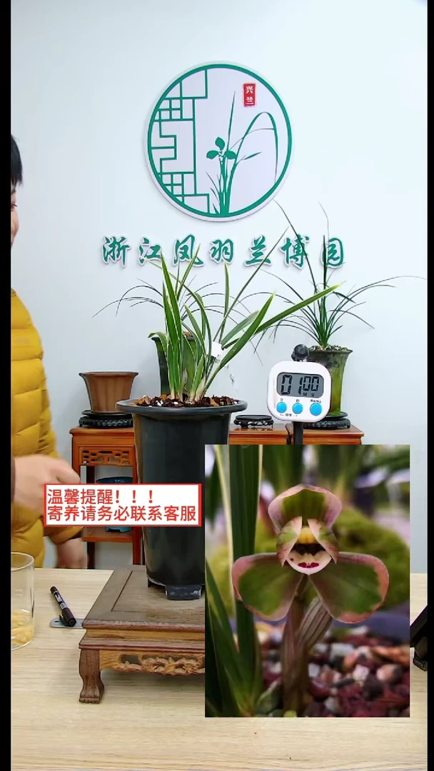 【闪购商品】倾城，，观山觅兰