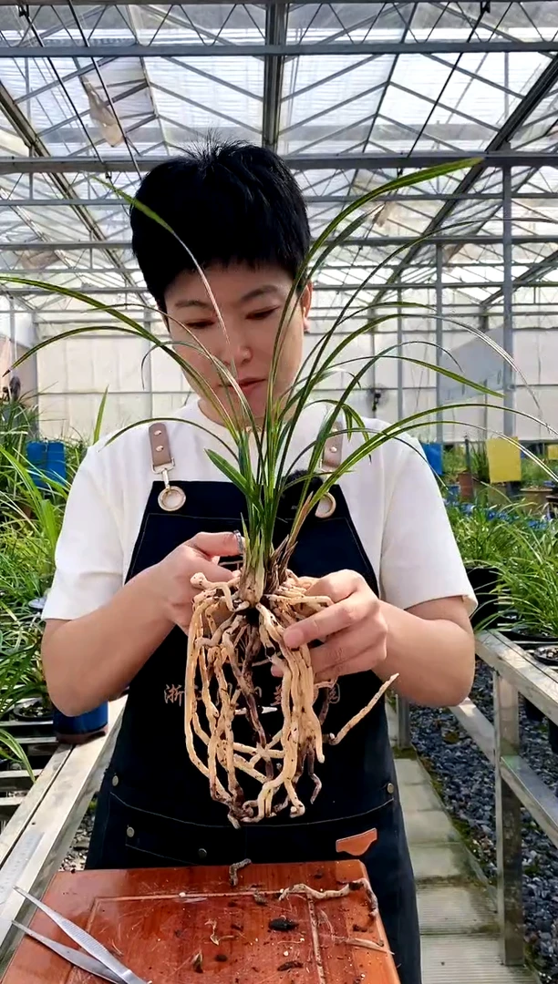 【闪购商品】老月佩，吉源