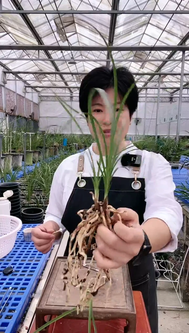【闪购商品】丁山梅,威*哥,威猛哥