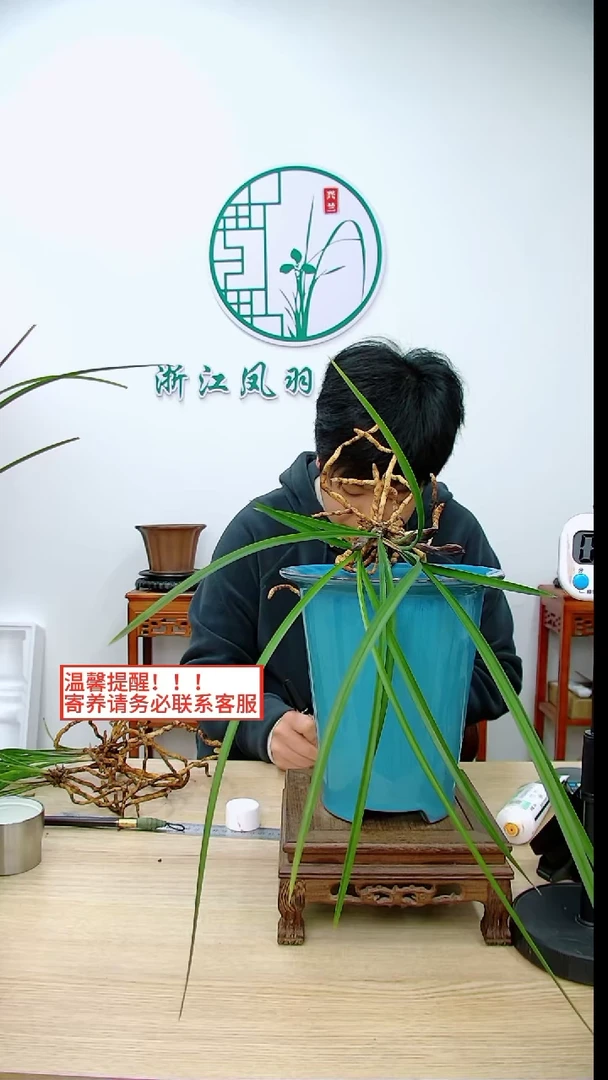 【闪购商品】大富贵，，白羊吴