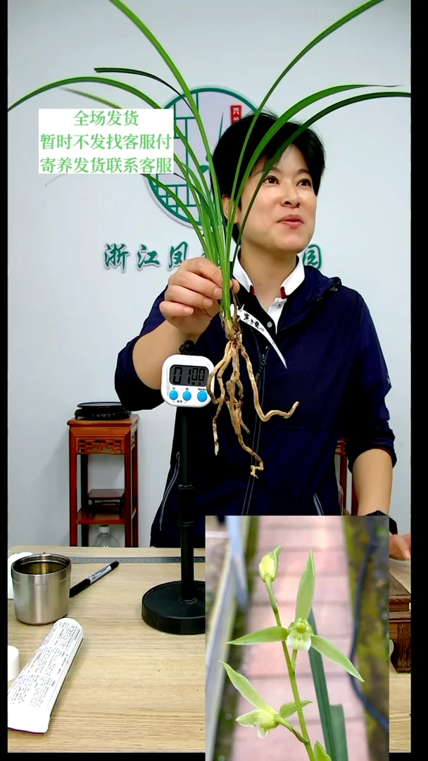 【闪购商品】寒兰素心，小*猫，小懒猫