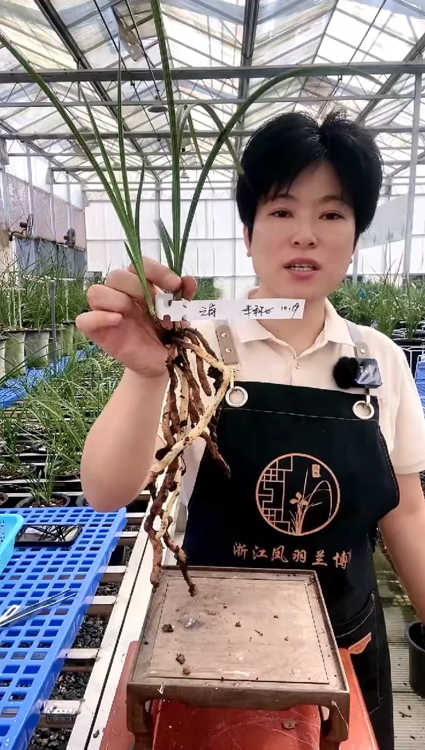 【闪购商品】元肖半*心半称心