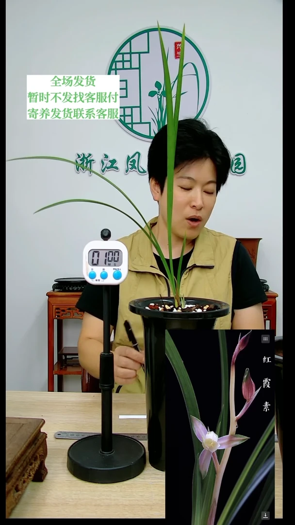 【闪购商品】红霞素，虎*，虎纹