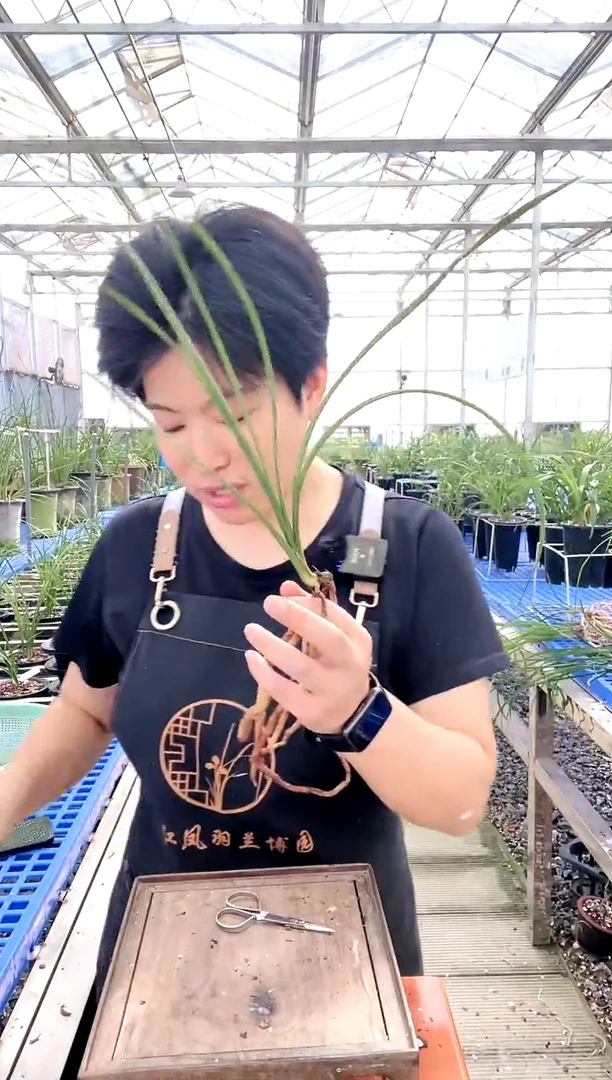 【闪购商品】荡字小* 小华