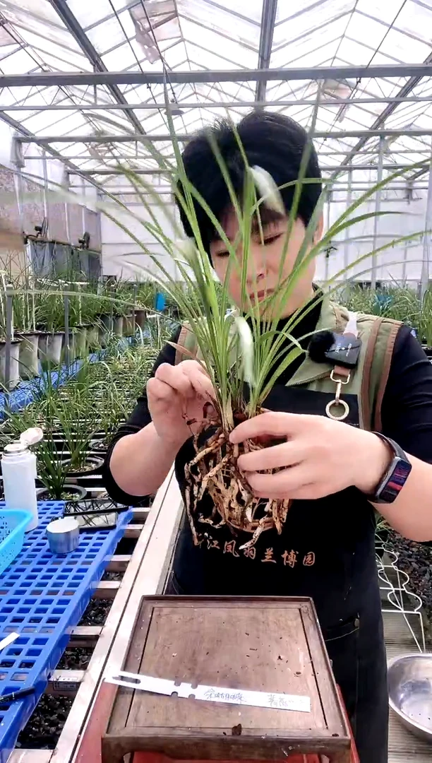 【闪购商品】余蝴蝶，蔷*，蔷薇
