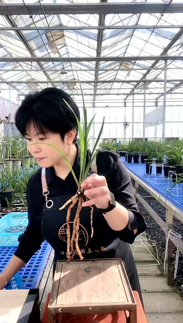 【闪购商品】新津胭脂引种钓*人钓鱼人