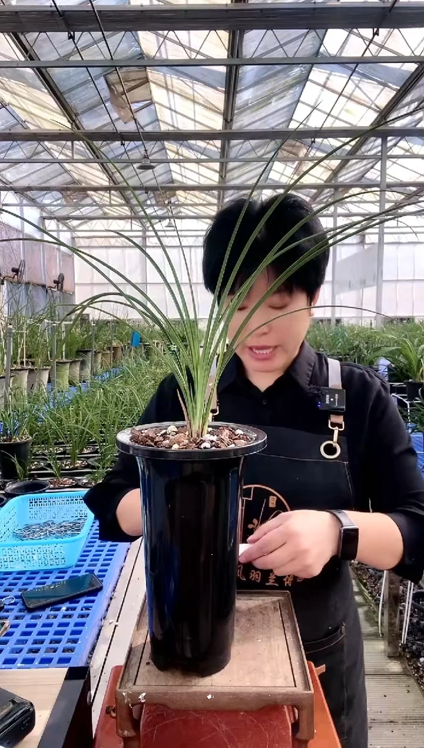 【闪购商品】郑孝荷，老*姓，老百姓