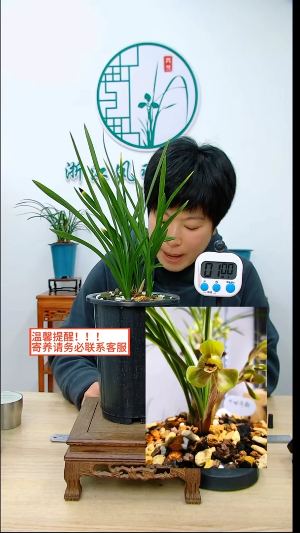 【闪购商品】环球荷鼎，，艺兰居