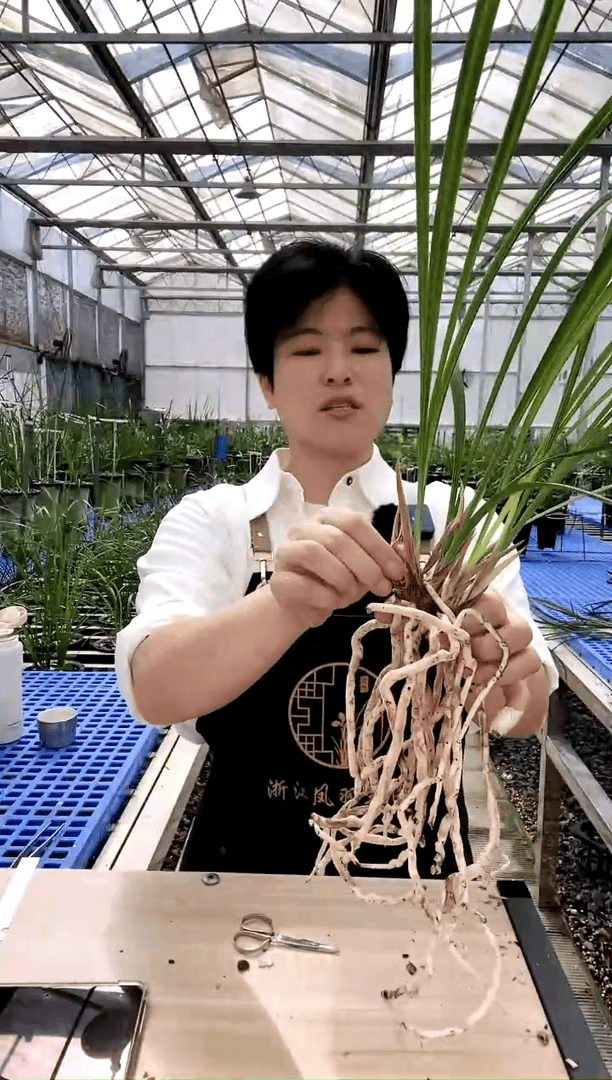 【闪购商品】同乐梅南****林南山，，李中林