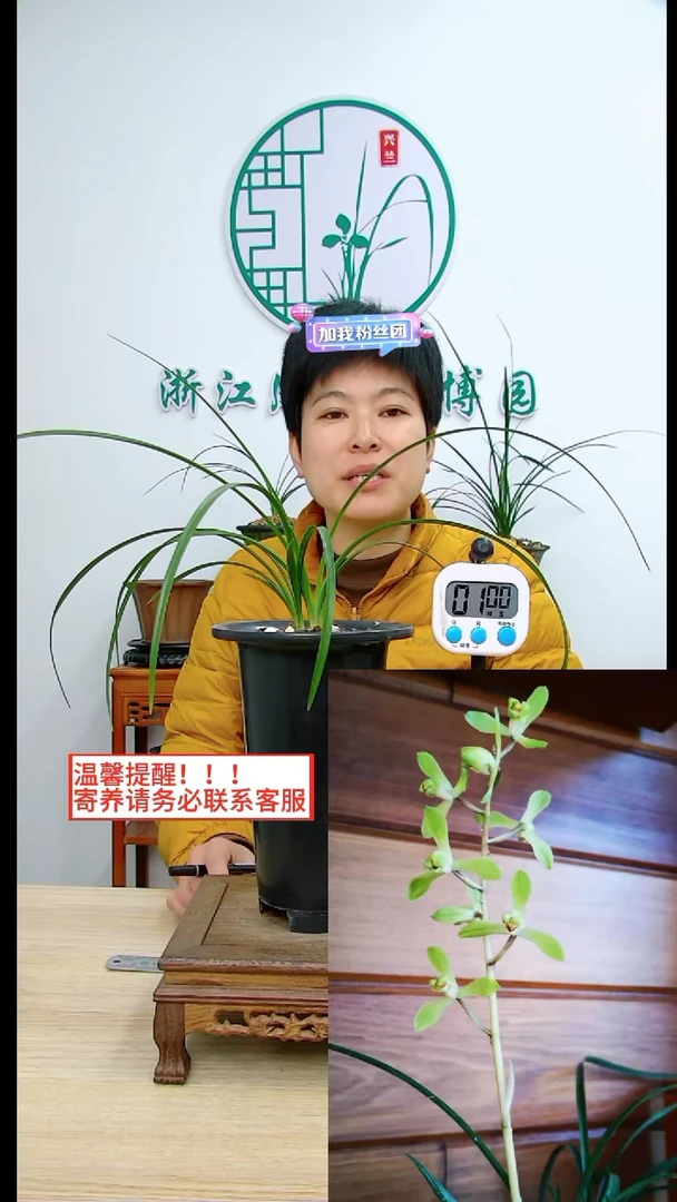 【闪购商品】丁山梅，，貴州蘭迷