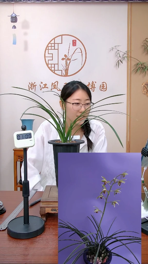 【闪购商品】边草覆轮花2507