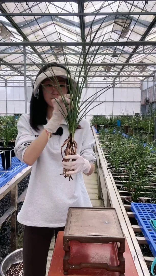 【闪购商品】金岙素咏*咏歌