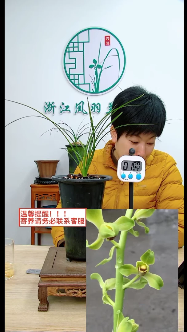 【闪购商品】老蜂巧引种，，半称心