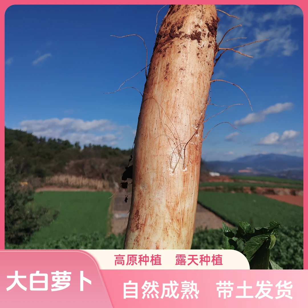 云南白萝卜甜甜好吃的大白萝卜山地露天种植霜冻当季农家自种萝卜