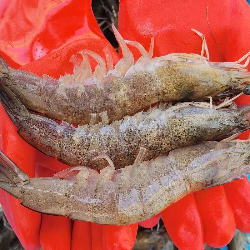 大海虾 青岛约13-16厘米 60/70只左右 活冻 5斤含壹斤保护冰