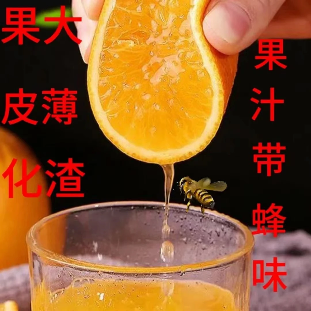 雷波脐橙新鲜应季水果产地直发精品礼盒装现摘现发脐橙果园直供