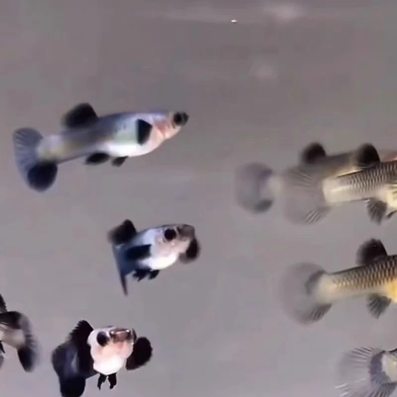 熊猫大耳孔雀鱼两队（入缸不包损）