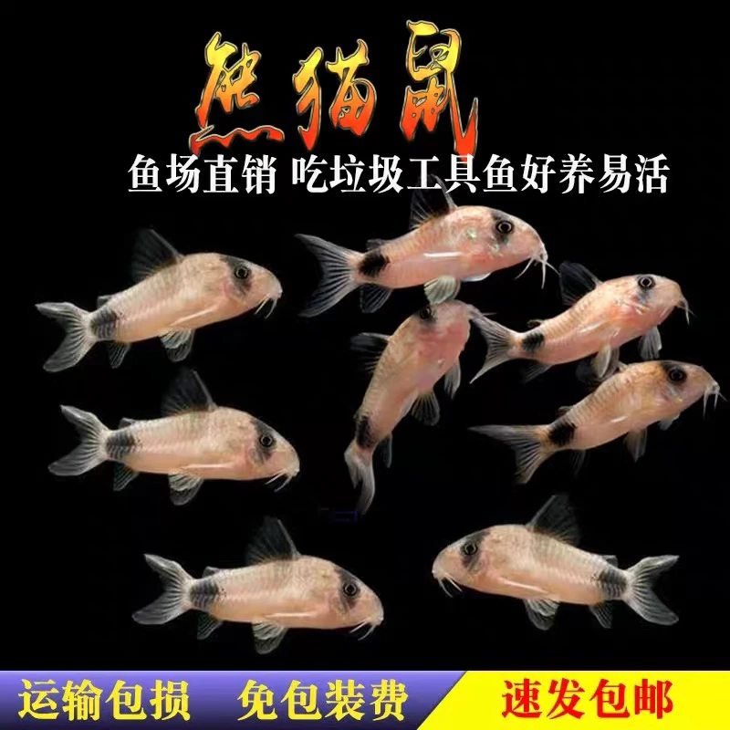 清缸小能手熊猫鼠8条送2条备损（进缸不包损）