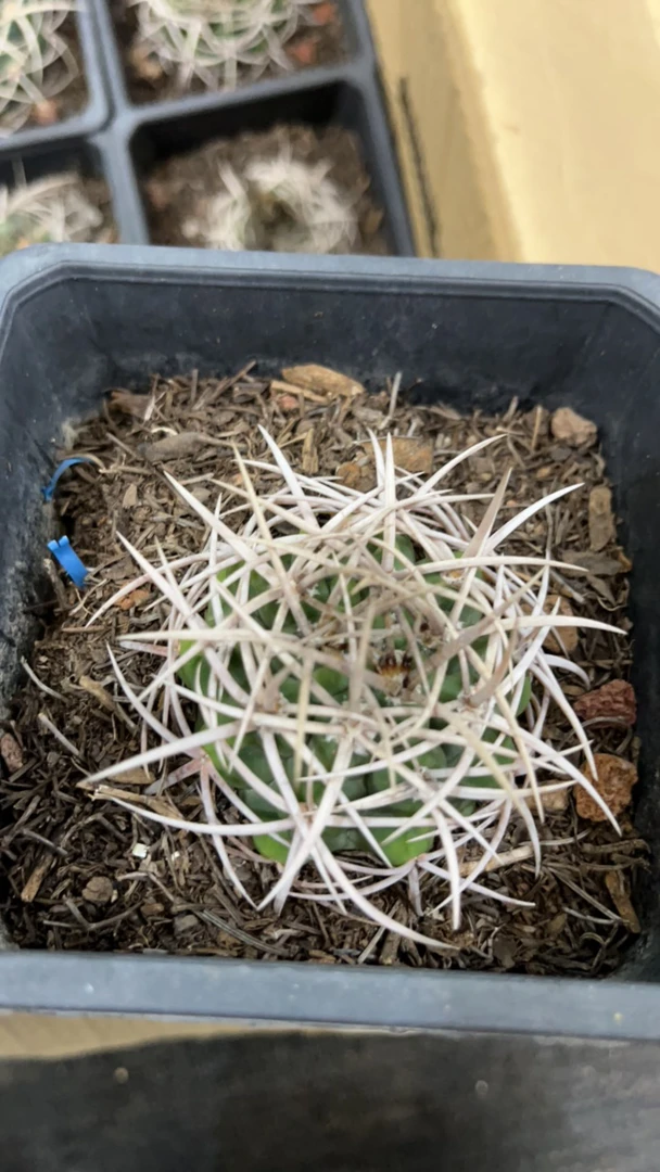 碧岩玉仙人球刺坐紧密刺色够白沙漠类植物