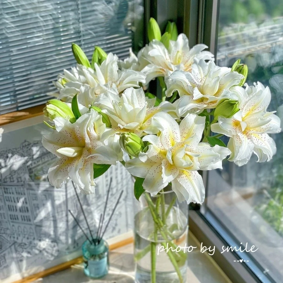 进口香水百合【白拉菲】14/15种球四季可栽