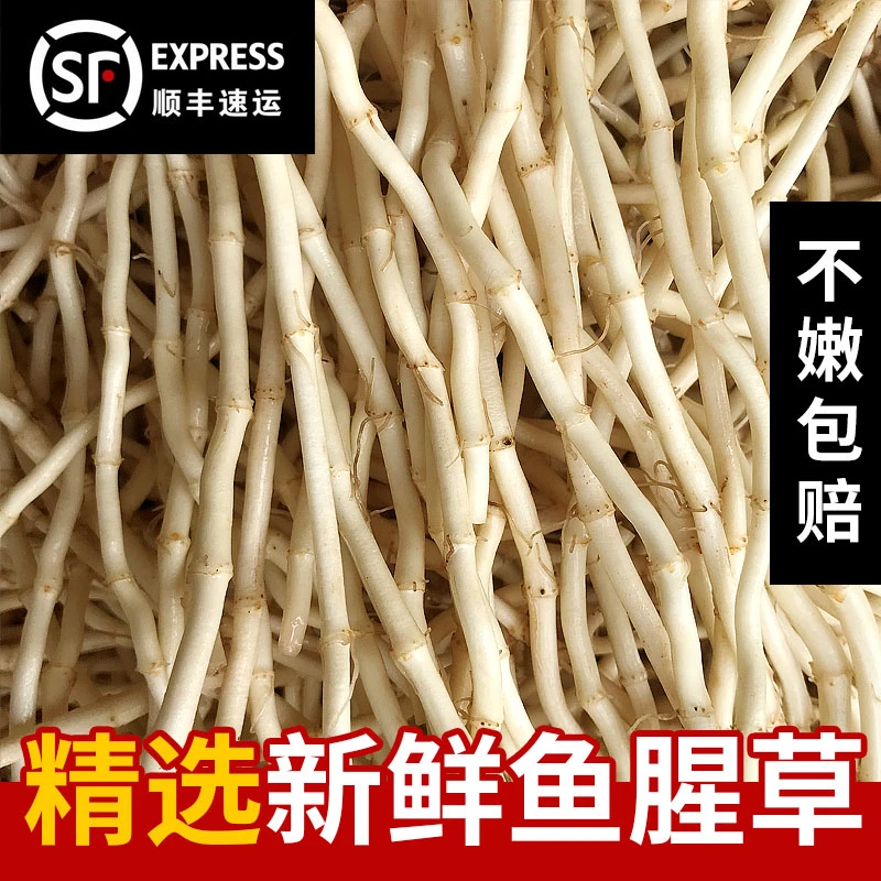 【顺丰包邮】自然生长新鲜鱼腥草折耳根嫩根现挖节节根农家自种凉拌