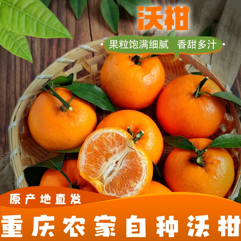 正宗重庆农家自种沃柑新鲜美味成熟饱满香甜可口精选品质果园直发