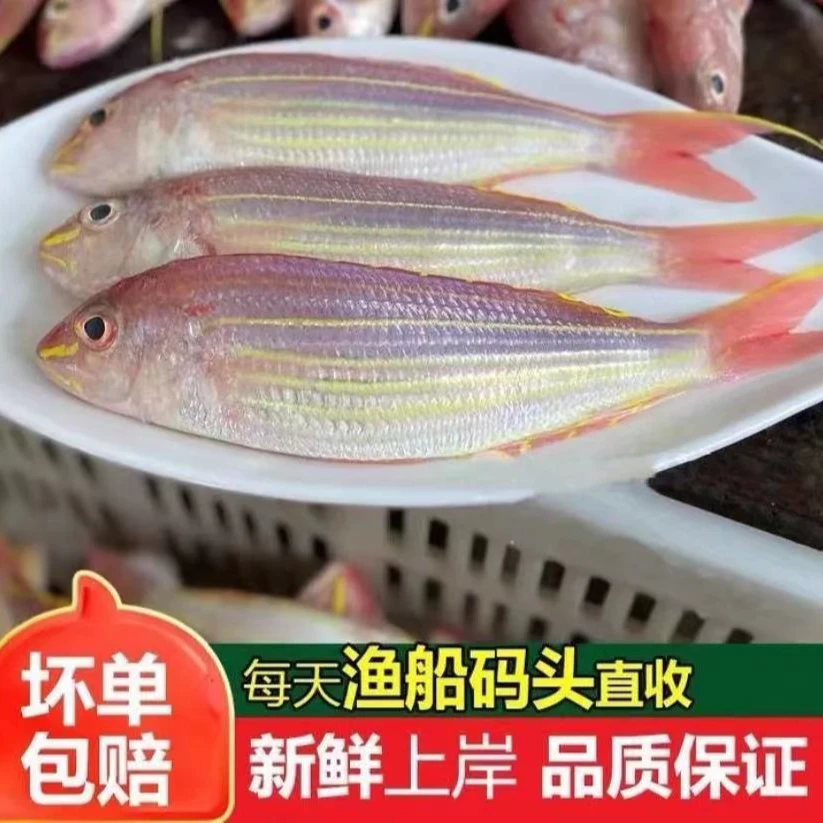 （1）5斤 深海海钓金线鱼 金丝鱼 广东博贺渔港 冷链包邮