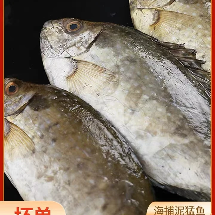（1）原条泥猛鱼 5斤  广东博贺渔港 冷链包邮