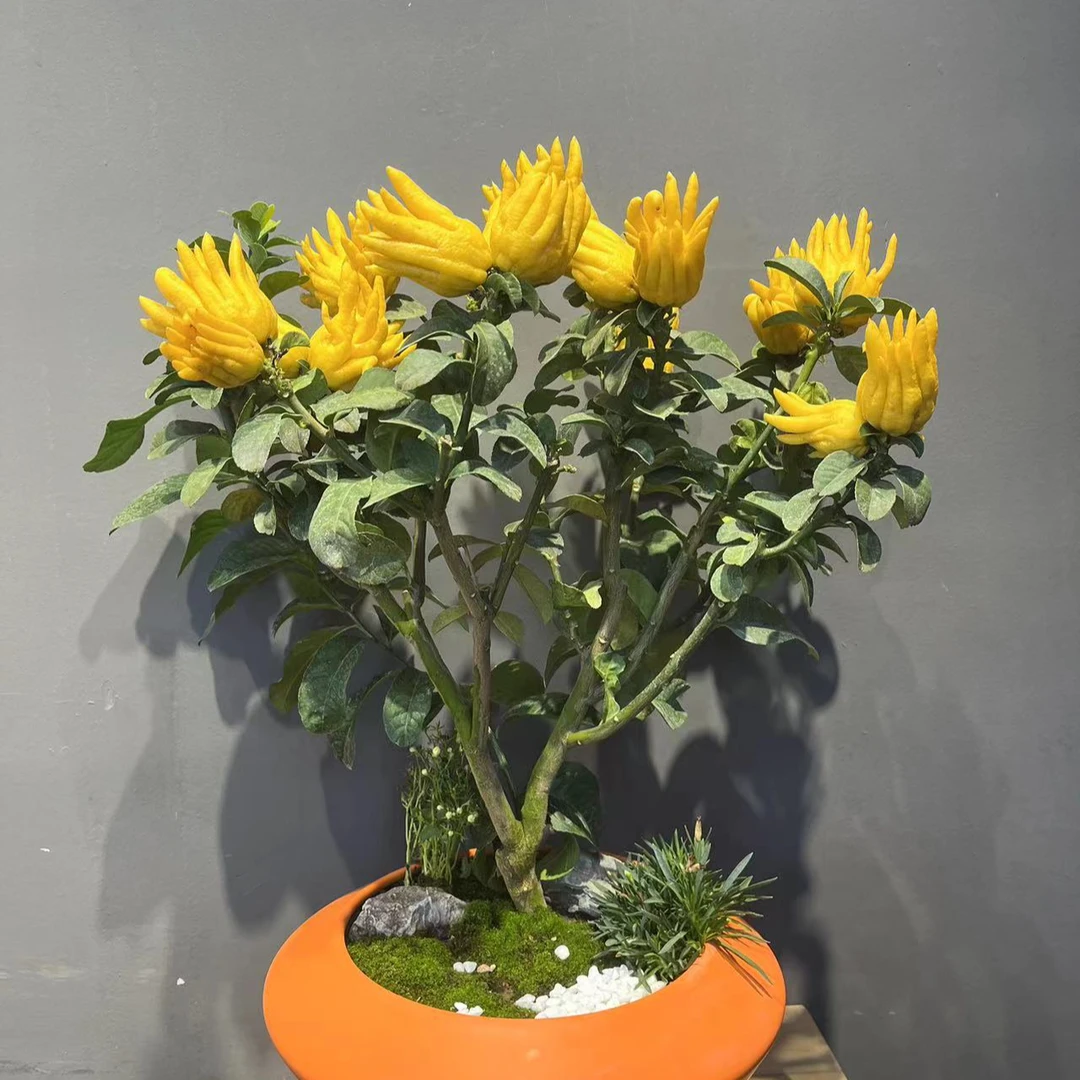 金华佛手小种红花青衣盆景室内室外盆栽地栽庭院植物一物一拍