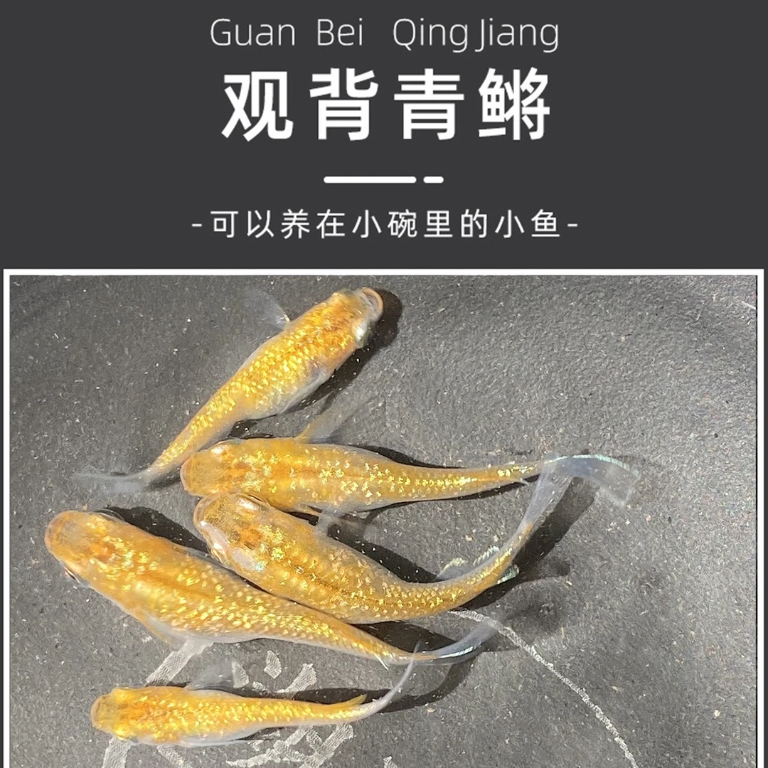 观背青鳉 冷水鱼 小型鱼 新手养鱼 免打氧过滤群游 淡水鱼观赏鱼