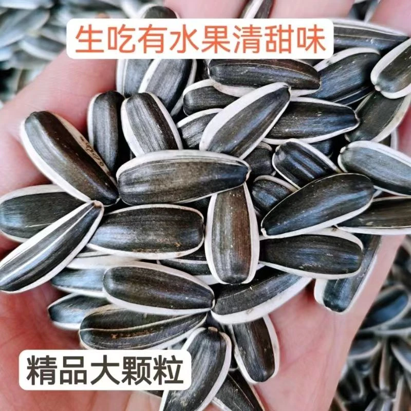 大理山地水果瓜子原味生瓜子农家葵花子生吃水果清甜味毛壳2/9斤