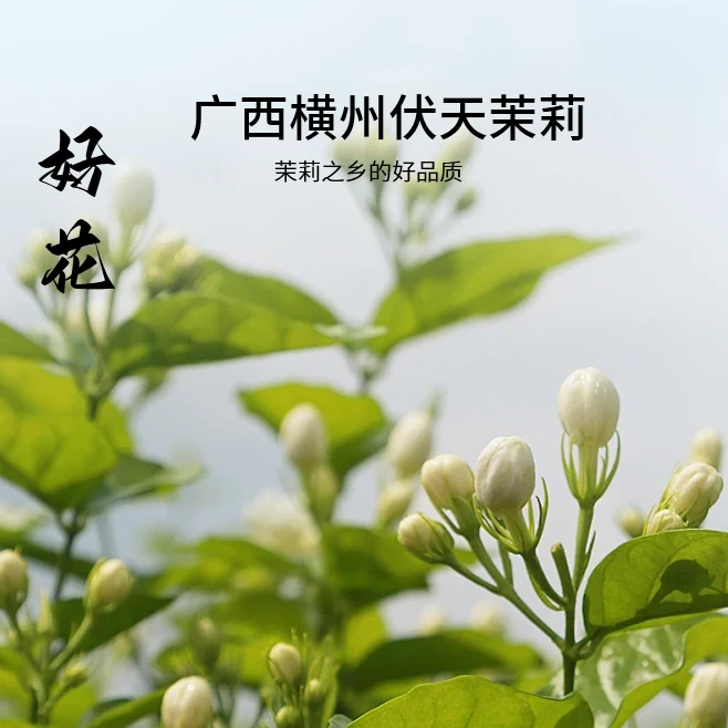 【不加香精】营养呱呱特级茉莉花茶80g五窨特级浓郁性价比2025新茶