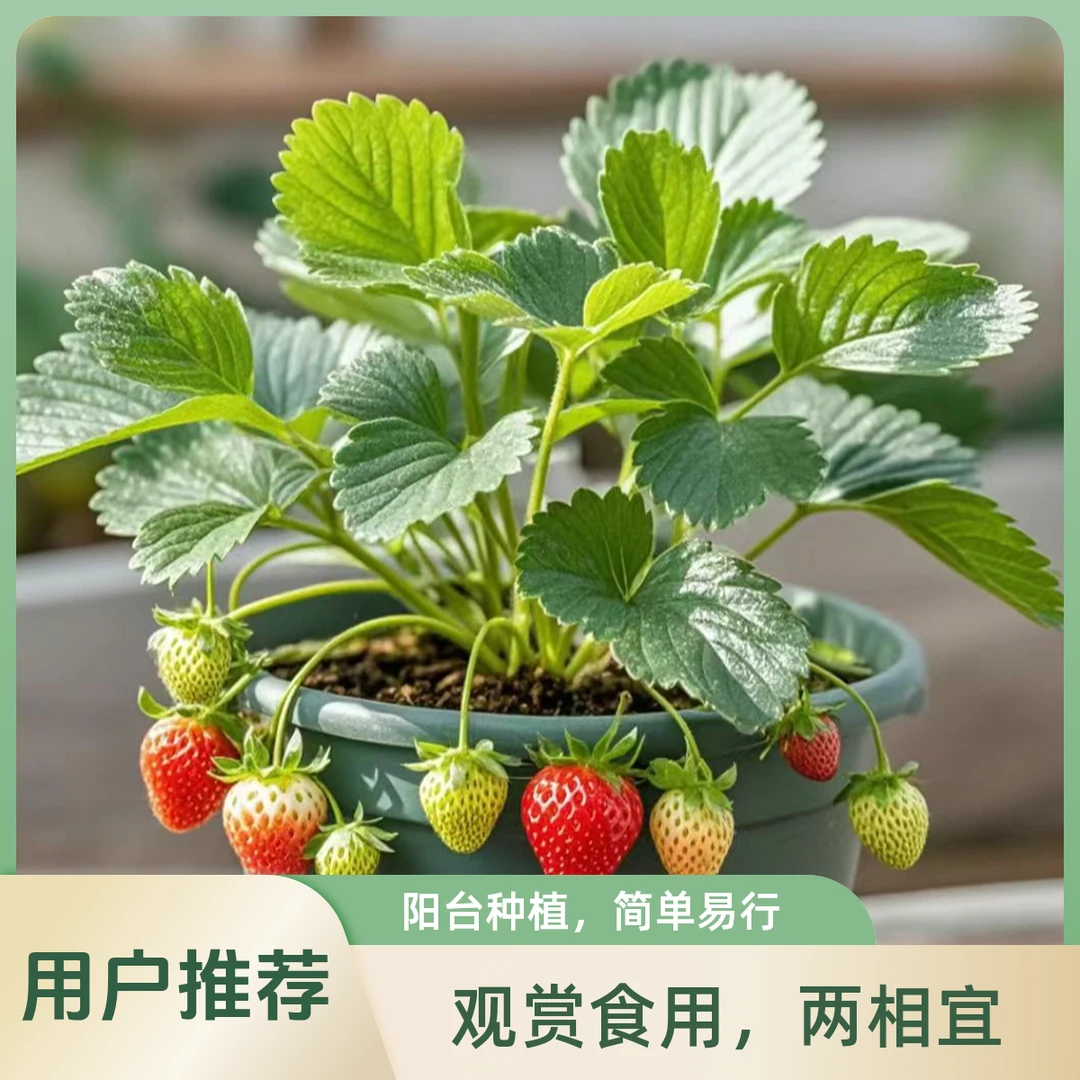 精选当季新苗奶油草莓脱毒无菌原盆原土南北方可栽