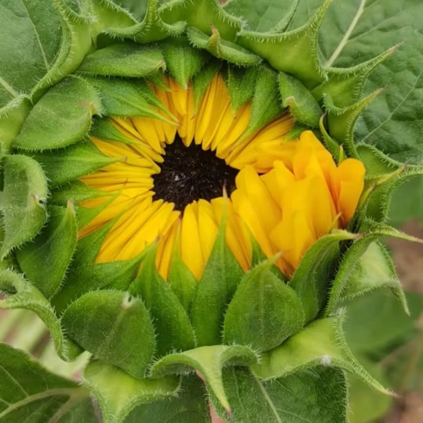 基地直发向日葵向日葵花自取一束500克（只限同城）