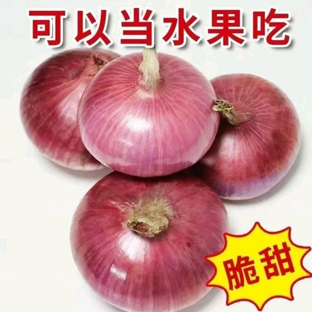 【坏果包赔】2024河南扁平洋葱二月红水果洋葱脆甜微辣5/9斤装