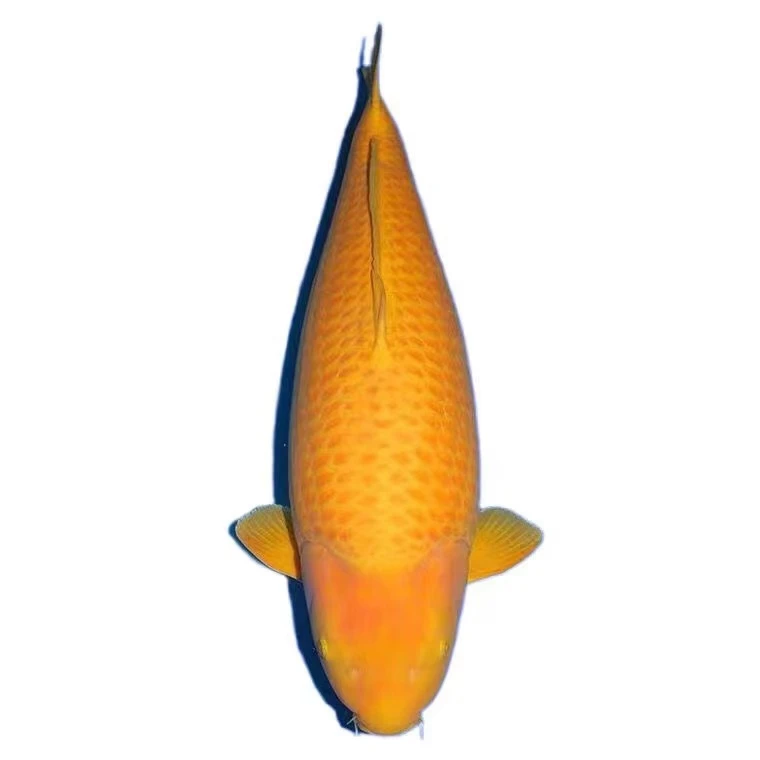 板井大正三色锦鲤鱼活体纯种养鱼饲养水族发货