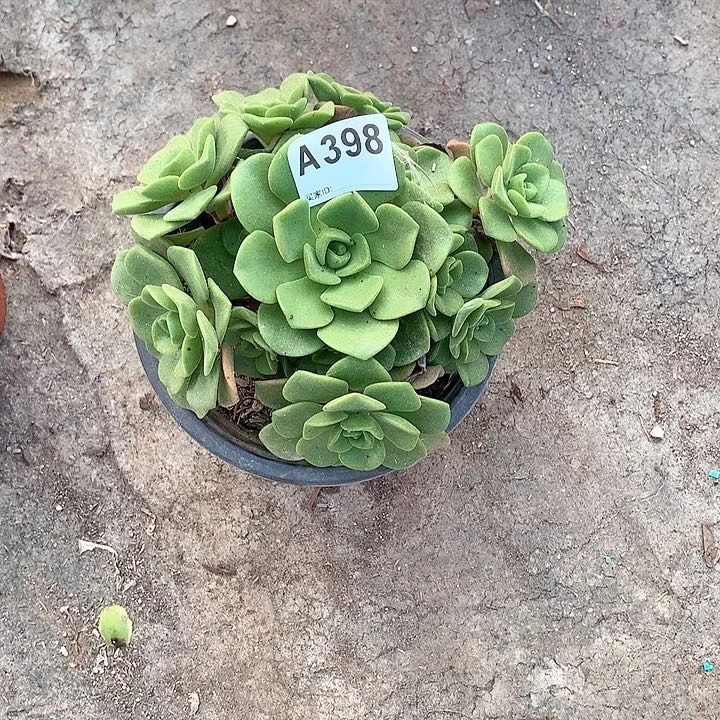 百合丽丽多肉398