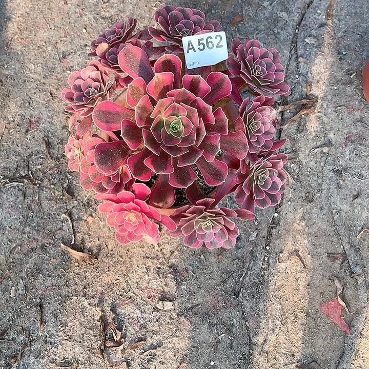 美杜莎多肉一棵562