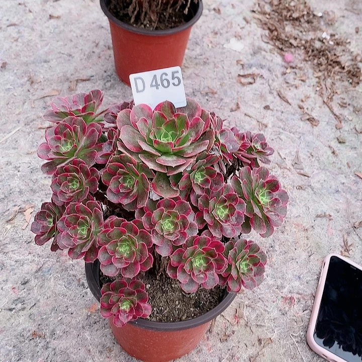 安娜多肉一棵465