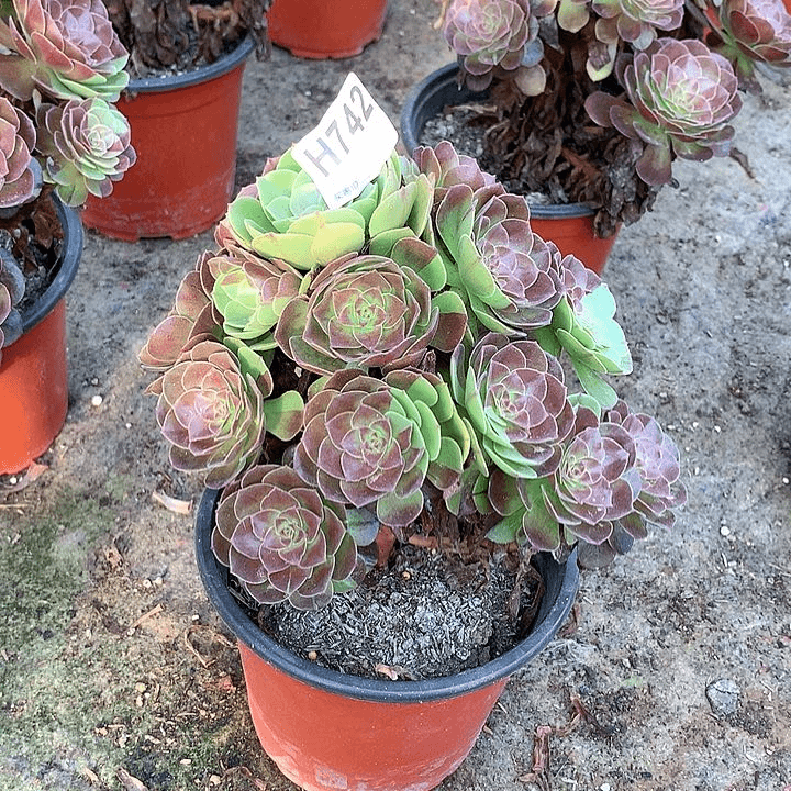 黑骑士花脸多肉742