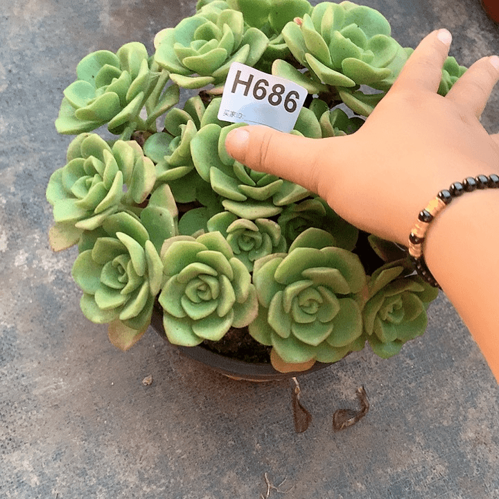 百合丽丽多肉686