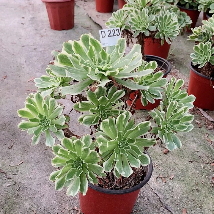 绿色多肉一棵223