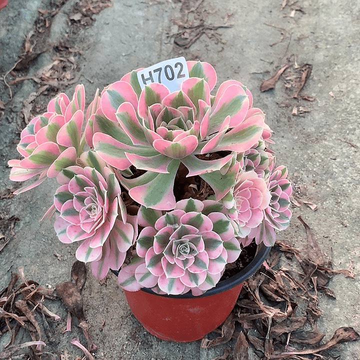 女巫多肉一棵702