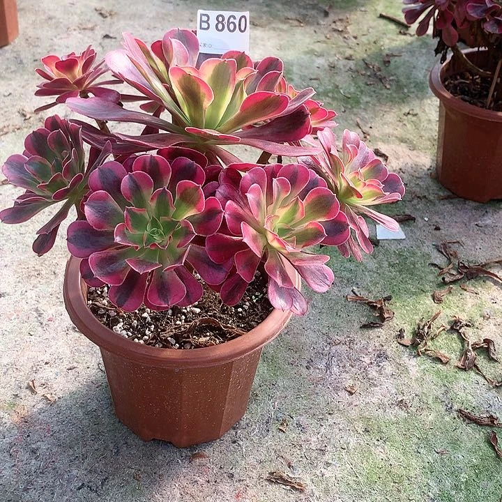 美杜莎多肉一棵860