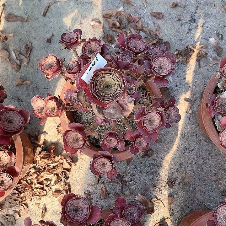 魅金玫瑰多肉567