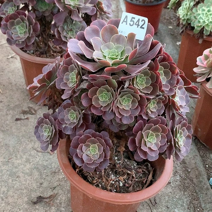 欧嘉莉多肉一棵542